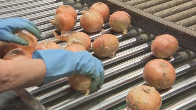 タマネギが届かない！？JR室蘭線運転見合わせで道内の農産物に影響は…関係者やきもき サムネイル