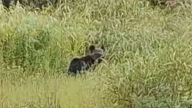北海道砂川市でクマの目撃相次ぐ　その姿をカメラがとらえた　猟友会のパトロール続く