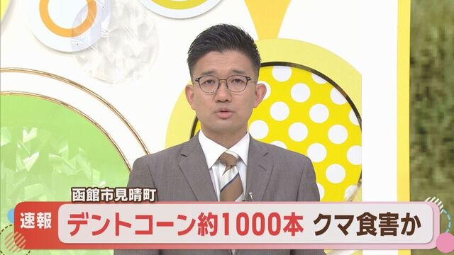 函館市でクマの食害　デントコーン約1000本被害　フンや穴も発見