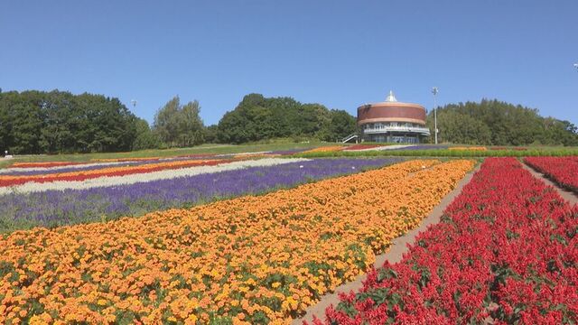 オフシーズンのスキー場を彩る２万株以上の花々が見頃…北海道網走市　フラワーガーデン「はな・てんと」