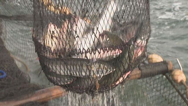 秋サケ不漁・マイワシ水揚げゼロ　海水温の上昇と「親潮」の弱まりで北海道の海に“異変”か