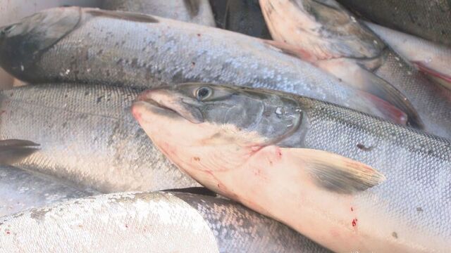 水温の変化などで秋サケやマイワシなどの魚に影響が出た可能性が…