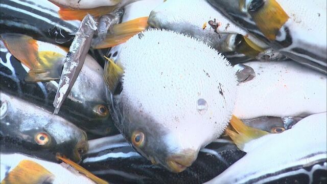 北海道近海で多く水揚げされているフグ