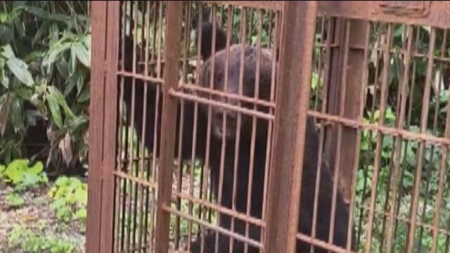 岩見沢市でクマ捕獲　養鶏場でニワトリやカモを襲ったのは別のクマか