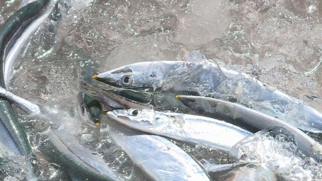 去年のわずか4分の1…根室花咲港のサンマ棒受け網漁、記録的不漁　サイズも小ぶり　10月の近海南下に期待