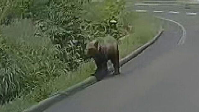 「何かポンと！」車で走行中左カーブにさしかかった瞬間にクマ 中山峠で２日連続クマ目 撃運転する際は注意