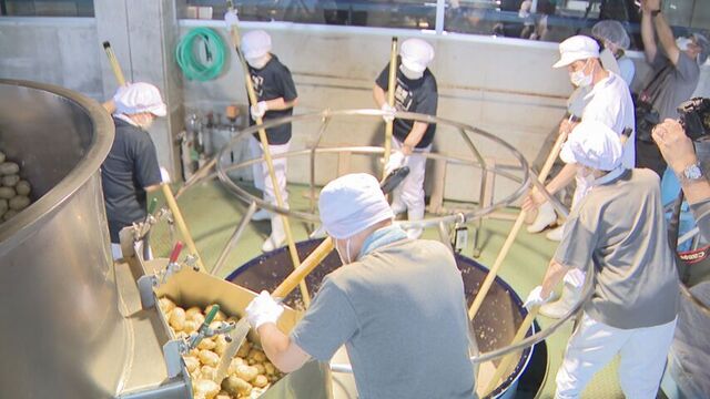 北海道清里町 特産ジャガイモ「コナヒメ」を使った焼酎の仕込み始まる サムネイル