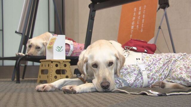 大丸札幌店で盲導犬ふれあい・体験イベント　来店客が目隠しして盲導犬と一緒に散歩「温かくて力強い」