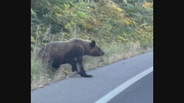 「怖い怖い…窓閉めてる？」国道に飛び出そうとするヒグマを車内からとらえた　北海道喜茂別町