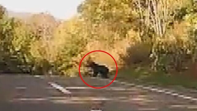 やぶから突然現れたヒグマ… 警察車両のドライブレコーダーがとらえた　北海道新得町　