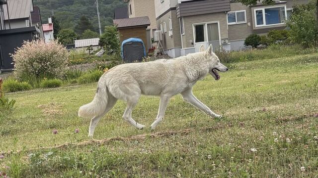 ウルフドッグ逃走で92歳女性重傷　逮捕された飼い主の女、過去にも同様の事件で書類送検　奈井江町