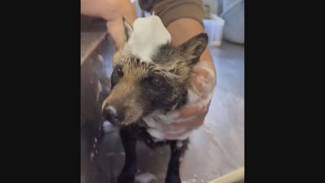 提供：北海道アニマルワールド