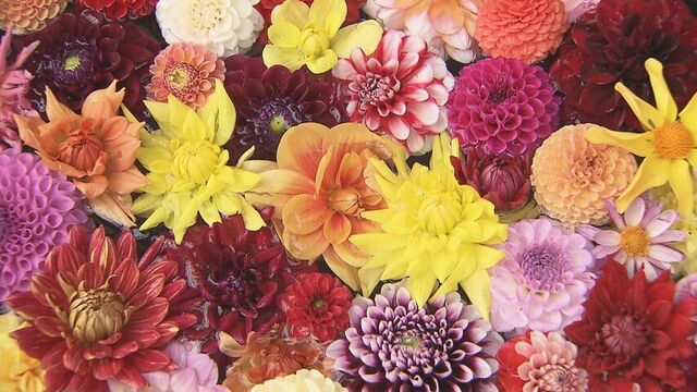 「見たことない素晴らしいダリア」秋が見頃のダリア展　あすまで開催　百合が原緑のセンター