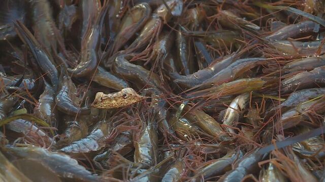 伝統の打瀬船が野付湾へ 秋のホッカイシマエビ漁が2年ぶりに解禁 北海道別海町 サムネイル