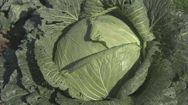 「感慨深いです。」　大きさはふつうのキャベツのおよそ10倍…札幌の伝統野菜「札幌大球」収穫が行われる サムネイル