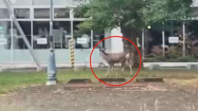 札幌市中心部でオスのシカ出没　円山公園方面へ走り去る　中央区で目撃相次ぐ サムネイル
