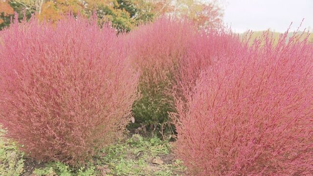 「癒されました」4300株のコキアが色づく　紅葉が見頃　札幌・滝野すずらん丘陵公園　 サムネイル