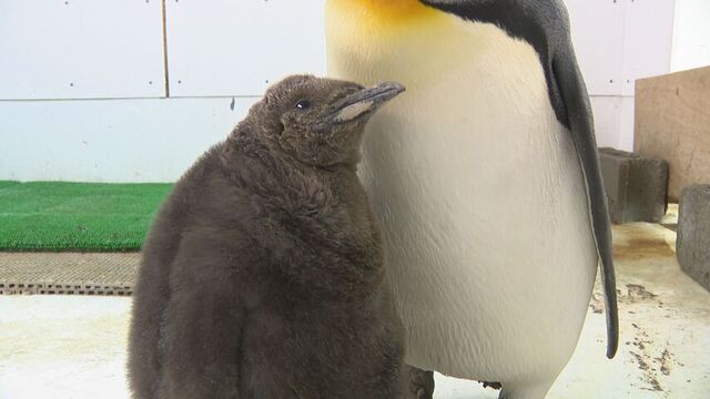 ふわふわモフモフ！登別で7年ぶりペンギンのヒナ誕生　新米パパにべったり サムネイル