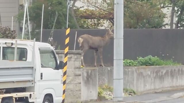「どうやって来たんだろう」札幌市内の住宅街にシカ出現!塀を飛び越え逃走、シカ出没相次ぎ市が注意喚起 サムネイル