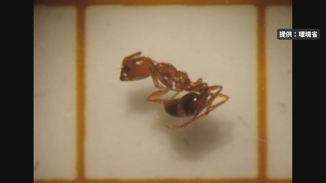 刺されると激痛…石狩湾新港で「アカカミアリ」幼虫2匹を道内初確認 環境省が警戒 サムネイル