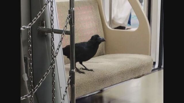 札幌の地下鉄車内にカラスが迷い込む 騒然とする車内の映像 南北線大通駅で「下車」し飛び去る サムネイル