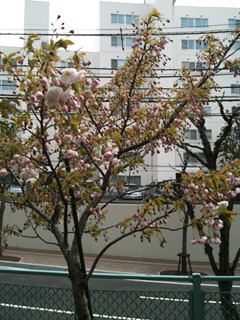 100519sakura.jpg