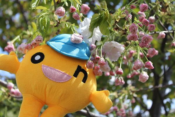 2018_sakura.jpg