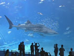 沖縄美ら海水族館