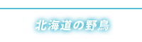 北海道の野鳥