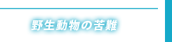 野生動物の苦難