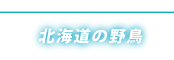 北海道の野鳥