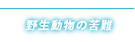 野生動物の苦難