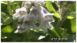 イワブクロ