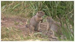 ホッキョクジリス