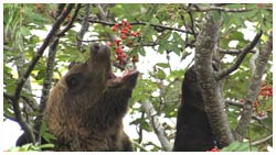 ヒグマ（ナナカマド食う）