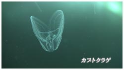 カブトクラゲ