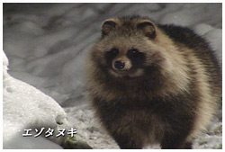 エゾタヌキ　