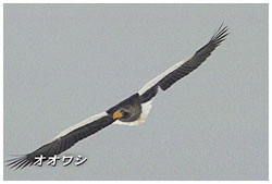 オオワシ