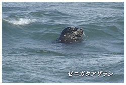 ゼニガタアザラシ