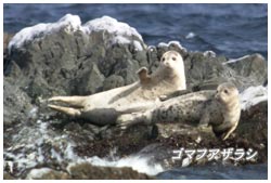 ゴマフアザラシ・礼文島