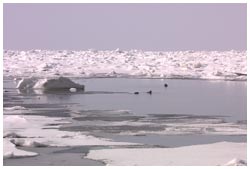 流氷・知床半島ウトロ