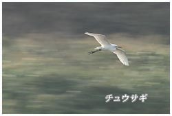 チュウサギ