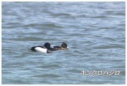 キンクロハジロ