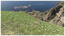 礼文島の花のモザイク