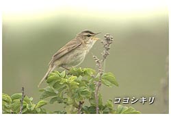 コヨシキリ