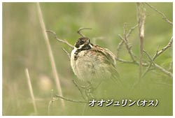オオジュリン･オス