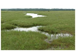 サロベツ原野の湿原