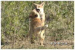 キタキツネ･子供