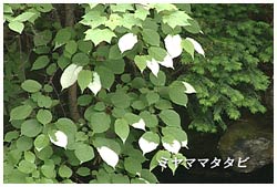 ミヤママタタビ
