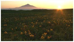 サロベツ海岸・夕日